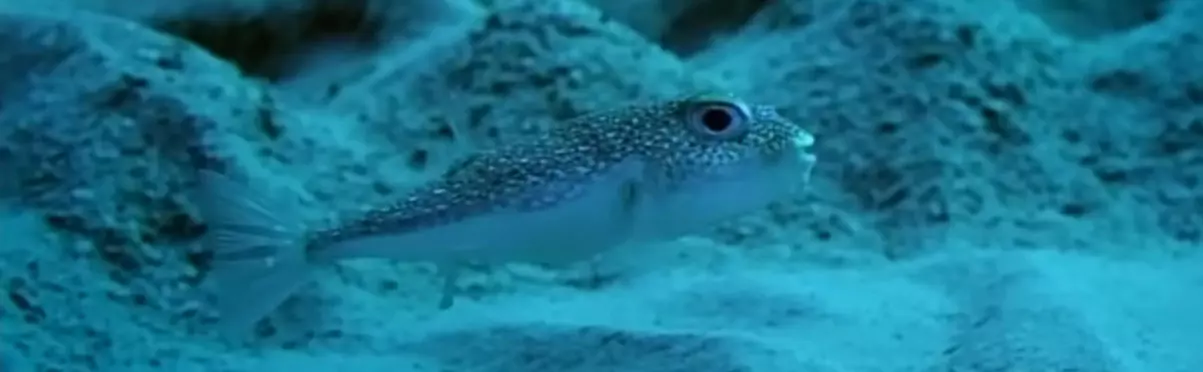 poisson globe batisseur